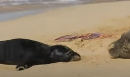 海豹视频,海洋生物的灵动瞬间